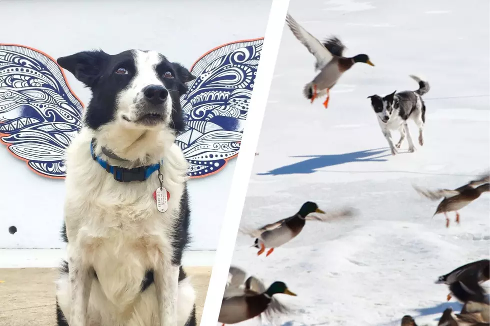 Augie Earns his Wings: SUNY New Paltz Goose Herding Dog Passes