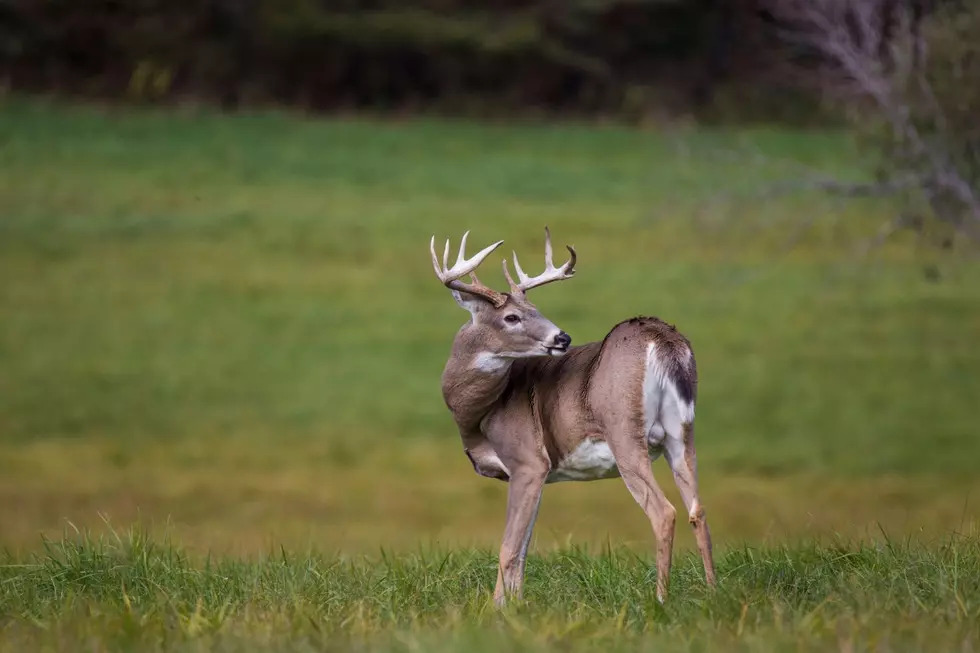 Going Hunting in the Hudson Valley This Year? Licenses on Sale Now