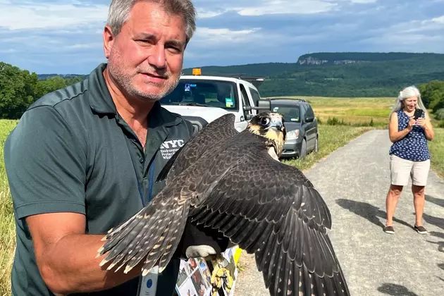 New Paltz, New York Trail Perfect for Falcon Release