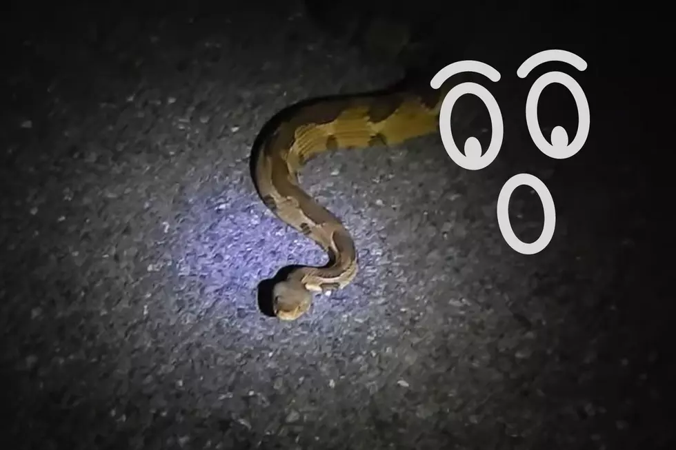 Closer Look at Venomous Snake Spotted in Cornwall, New York [VIDEO]