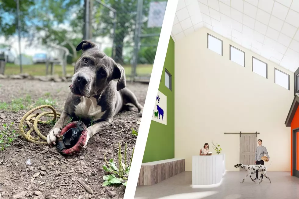 Animals Rescue Shares Plans for New Building in Middletown, NY