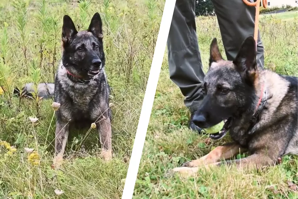 Meet Cramer a Unique K9 Working for New York [VIDEO]