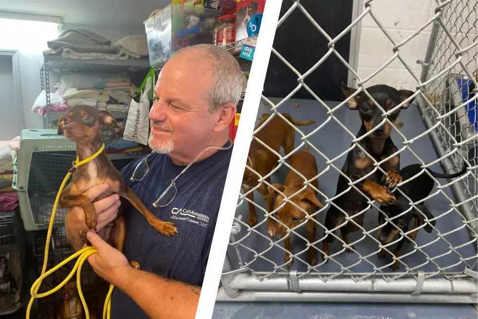 57 Dogs Rescued Donations Needed in Newburgh, New York