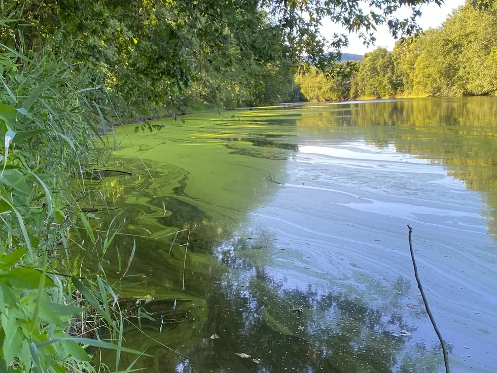 Harmful Algal Blooms Reported in Ulster County
