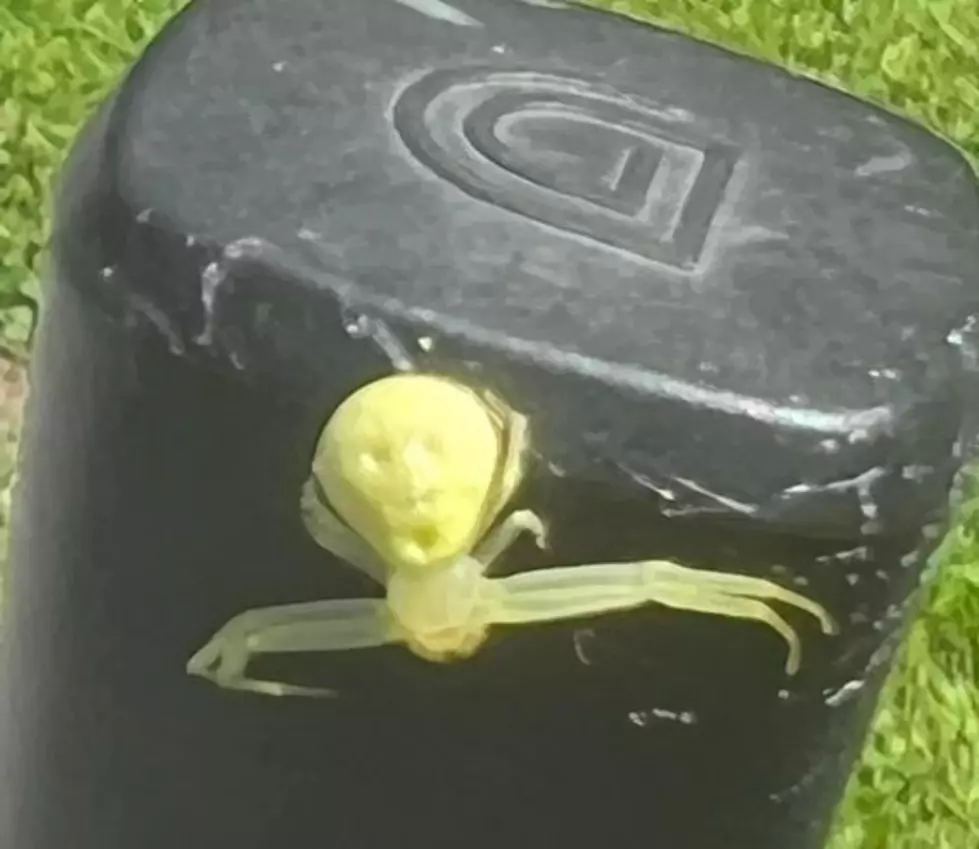 What is It? Spider with Spooky Face on its Back Seen in New York