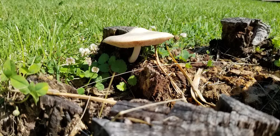 Want To Go Mushroom Foraging In Cornwall, NY