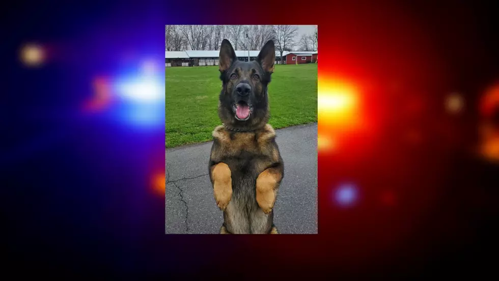 Give That Dog a Bone! Ulster County K9 Heads to Retirement Life