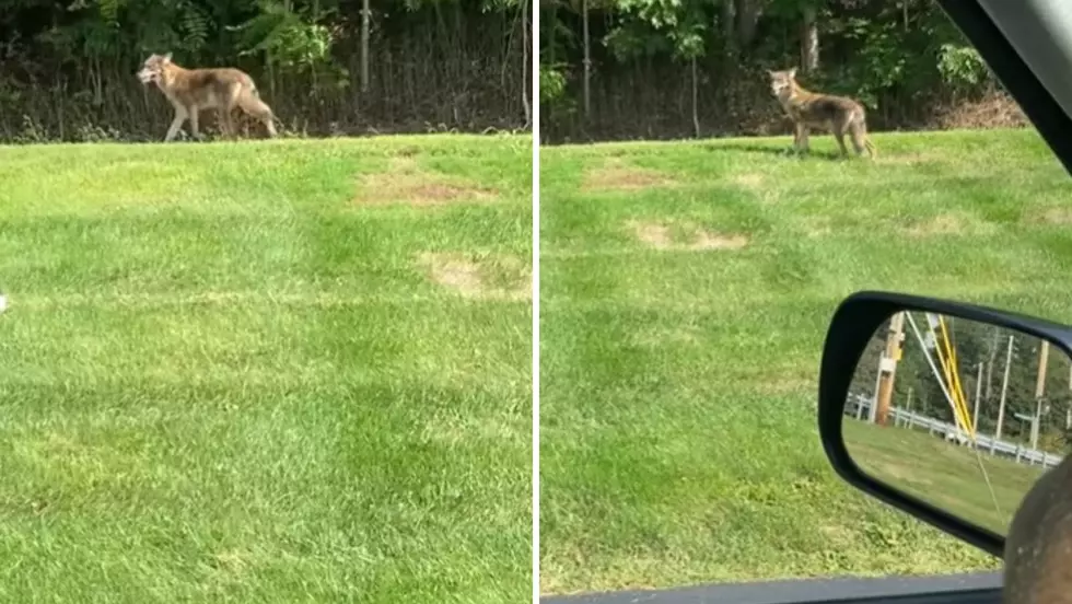 Was a Coywolf Spotted on 9D in Beacon, NY?
