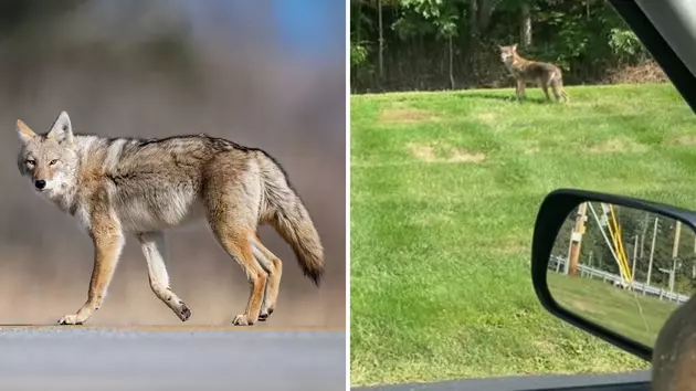 2 Coyotes Spotted Recently in Hoboken: Here's What We Know - Hoboken Girl