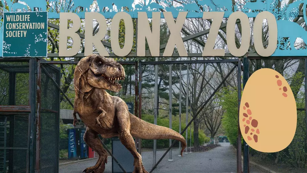 Bronx Zoo to Host First Ever Nighttime Halloween Event This Fall