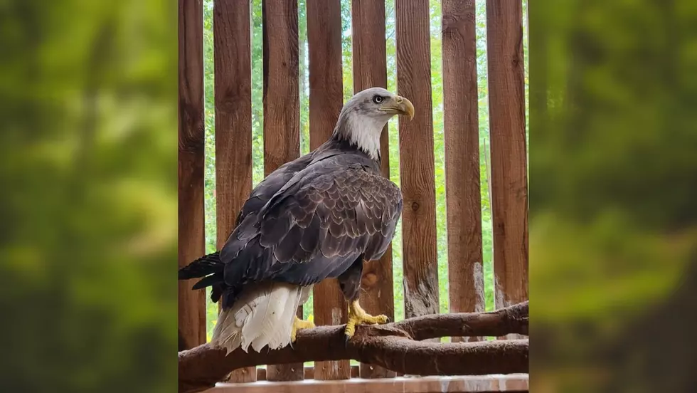 Poisoned Bald Eagle Rescued in Esopus, NY 