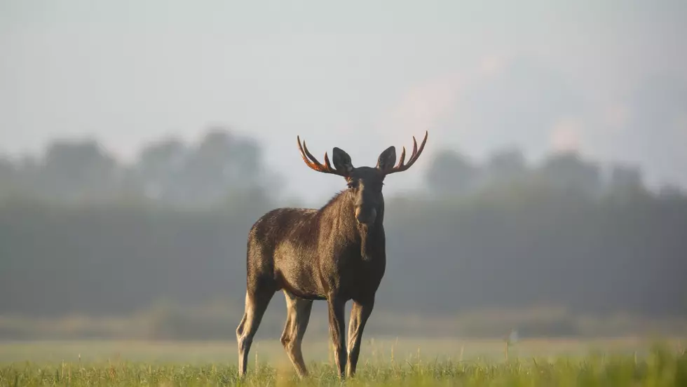 Large Moose Spotted on The Loose in Dutchess County