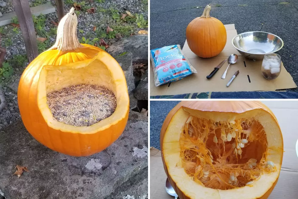 How to Make a Pumpkin Birdfeeder this Fall