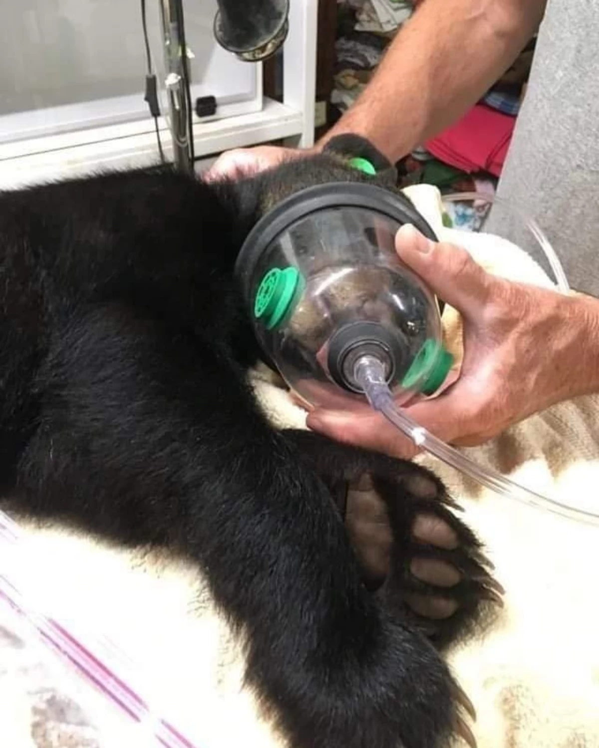 Injured Bear Cub Was Saved By Wildlife Rescue In New York