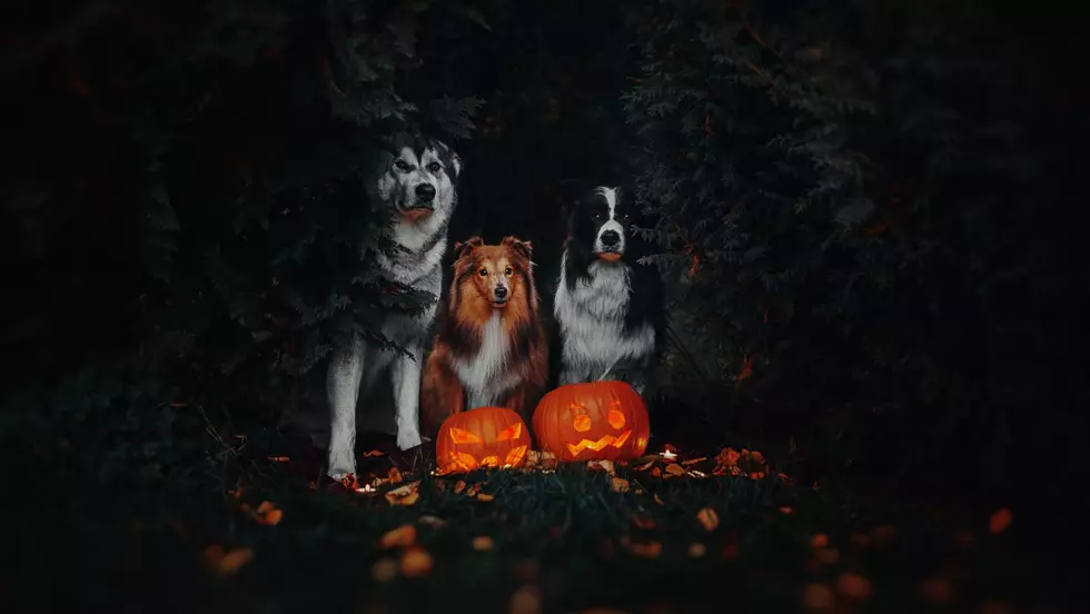 Hudson Valley Pet Safety Tips For Halloween Night