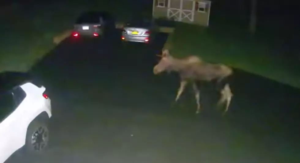Moose Caught on Security Cam in East Fishkill, NY