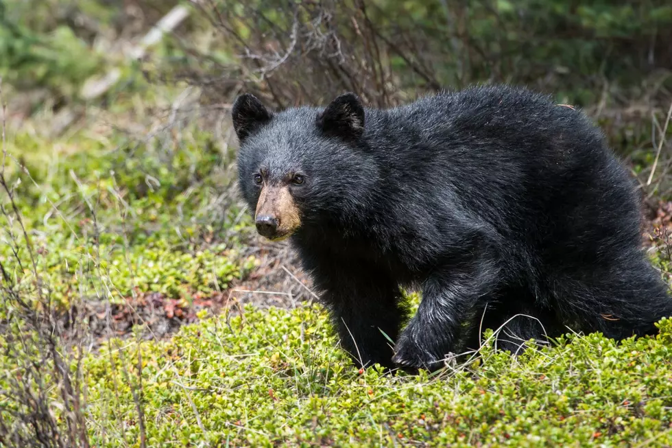 10-year-old Boy Attacked by Black Bear in Grandparents Yard