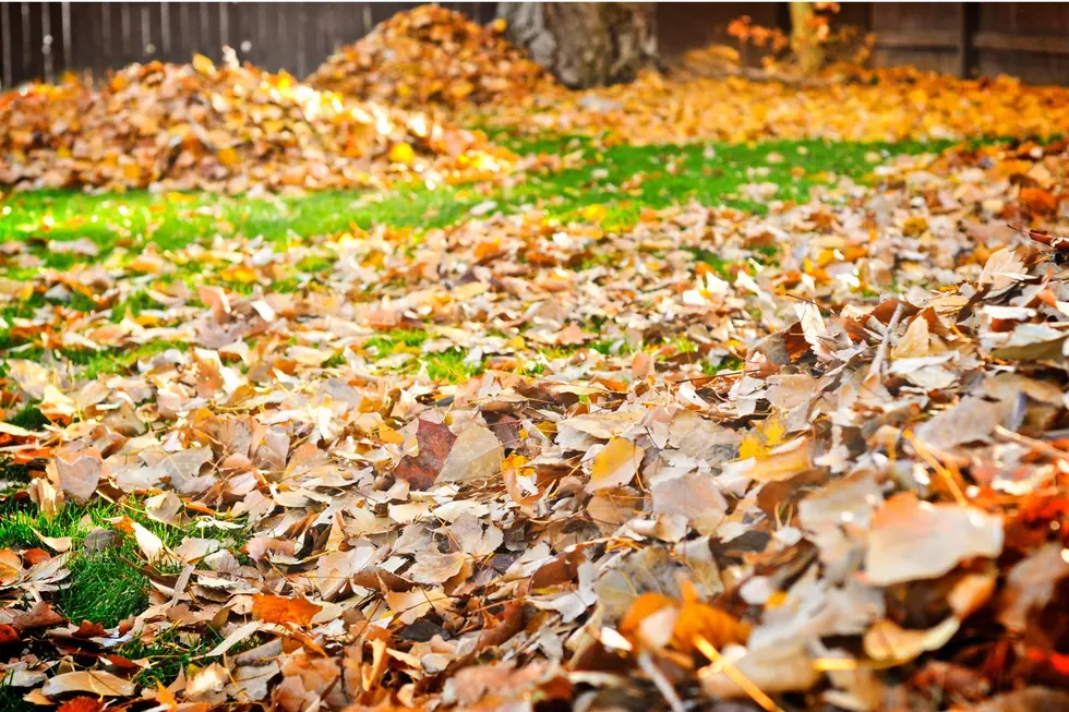 Why You Shouldn&#8217;t Bag Up Leaves This Year In The Hudson Valley
