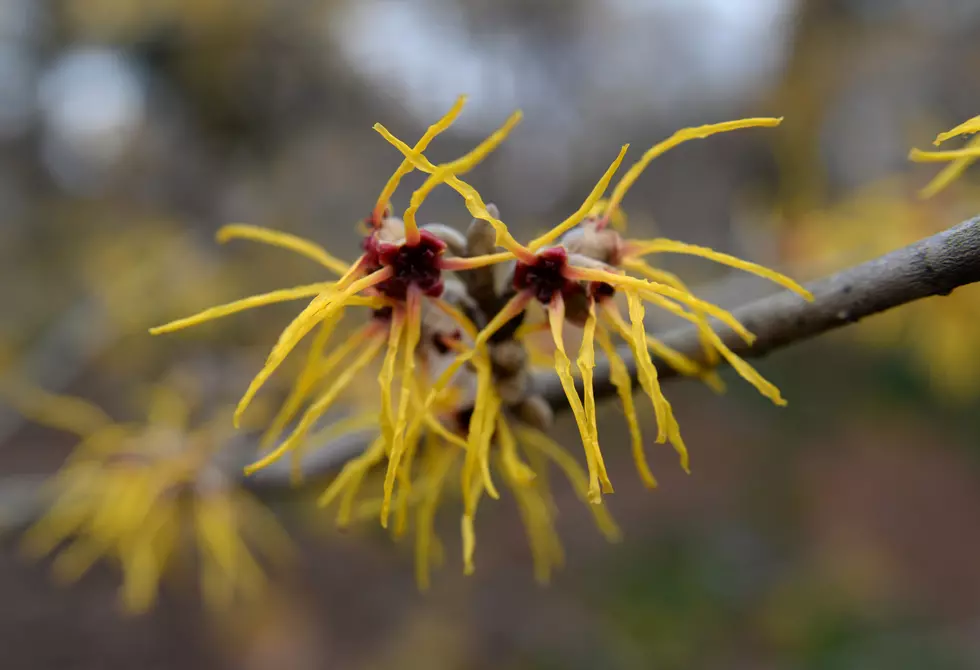 It&#8217;s Witch Hazel Season Do You Know How to Use It