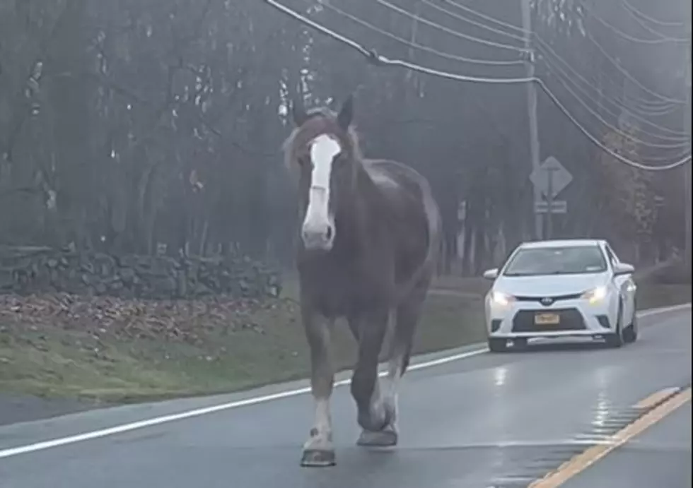 Caballo sale a dar un paseo y ralentiza el viaje matutino