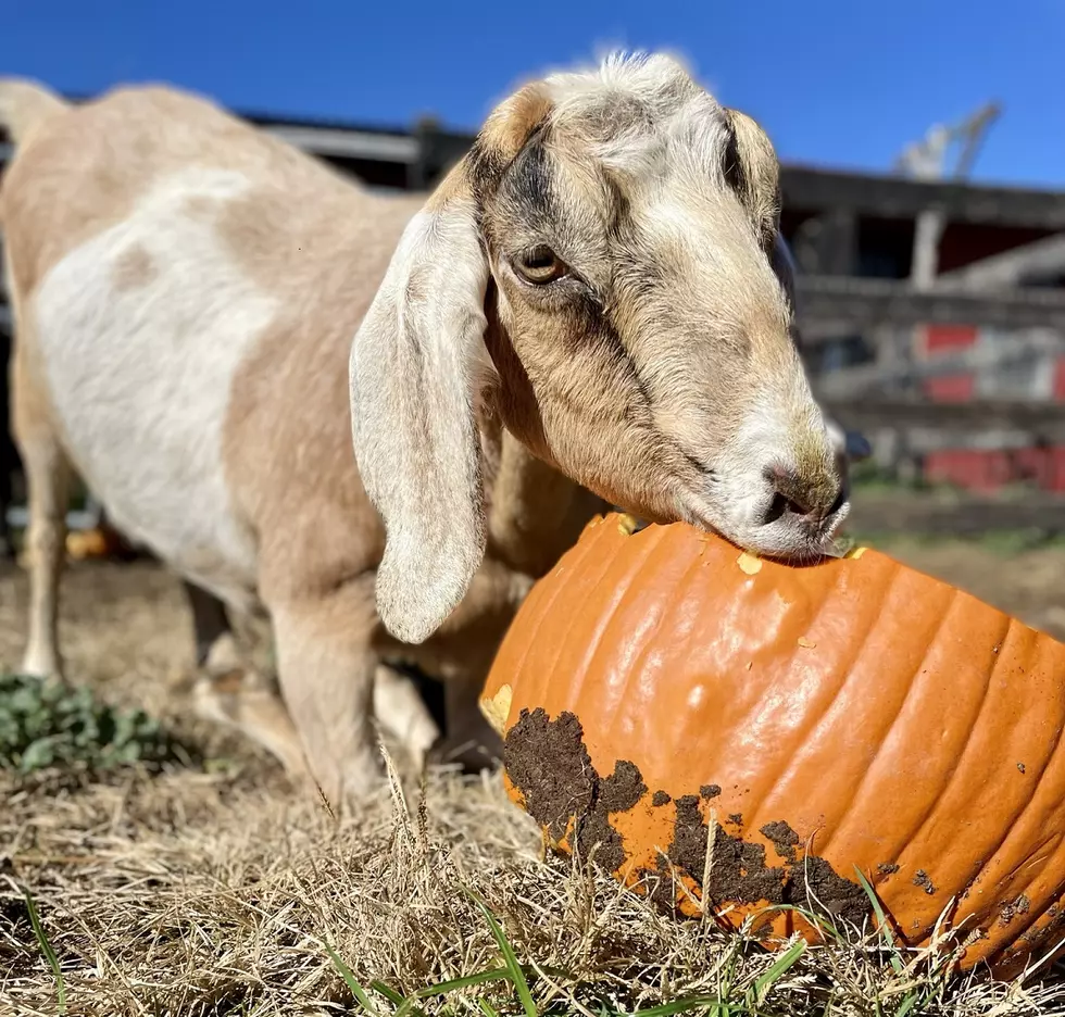 New York Theme Park Makes Delicious Donation to Goats