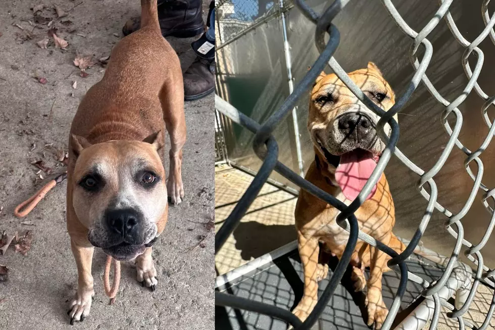 ‘Abandonado y atado al porche’ Refugio de animales de Nueva York busca información sobre este perro
