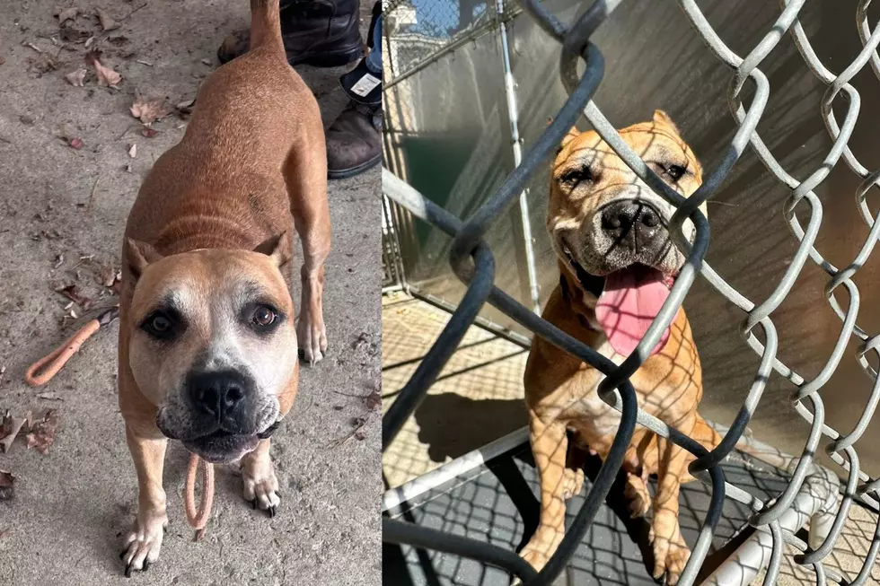 'Abandonado y atado al porche' Refugio de animales de Nueva York 