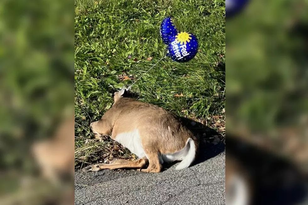 Bizarre Roadkill Trend Resurfaces in Hudson Valley, NY