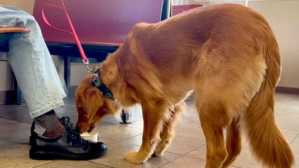 Upstate NY Service Dog is Stewart’s Ice Cream Biggest Fan