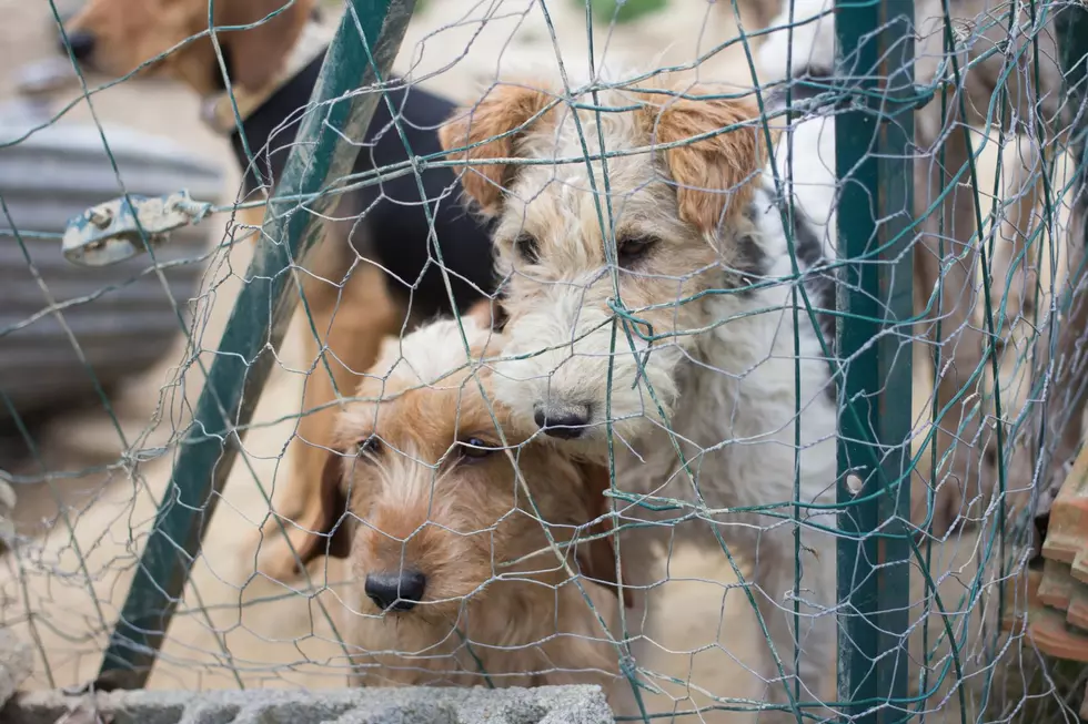 Severely Neglected Dog Owner Arrested in Putnam County