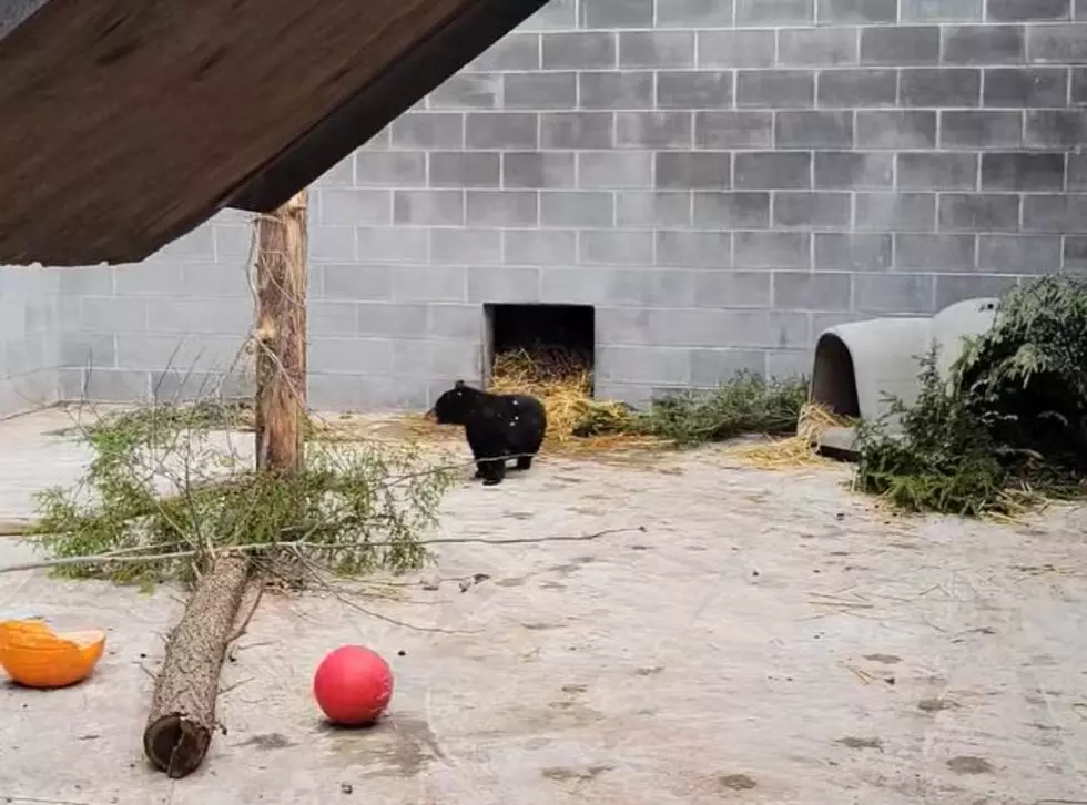Woodstock The Fearless Bear Cub Gets A Winter Home [Video]