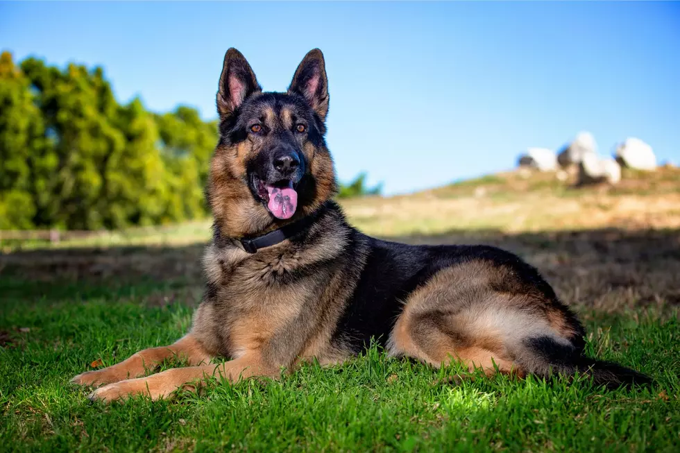 Perro tiene convulsiones en Poughkeepsie, extraño se detiene para ayudar