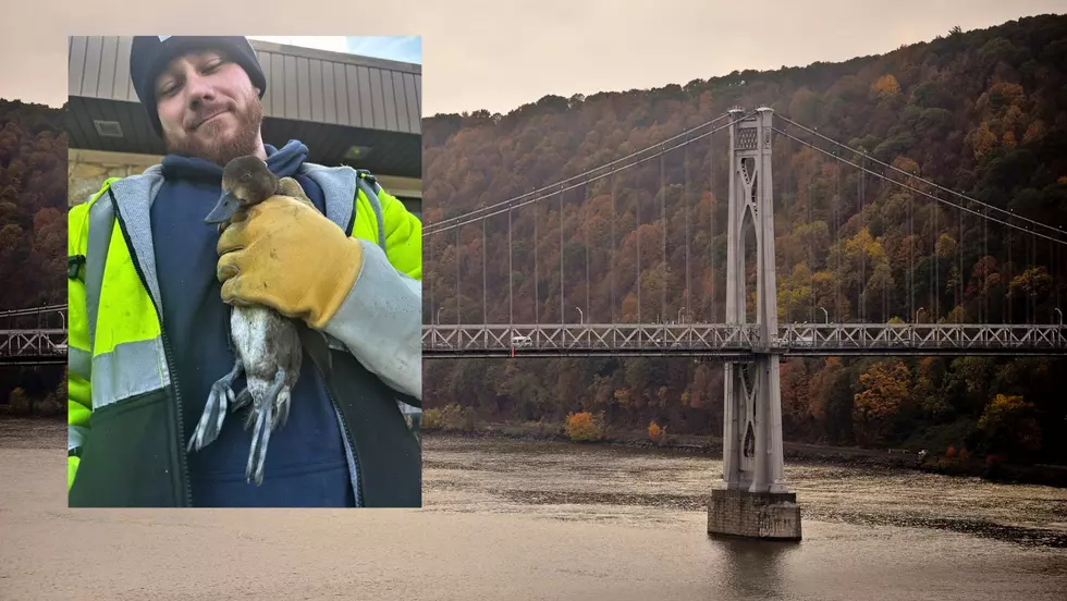Duck Injured by Peregrine Falcon Rescued on Mid-Hudson Bridge