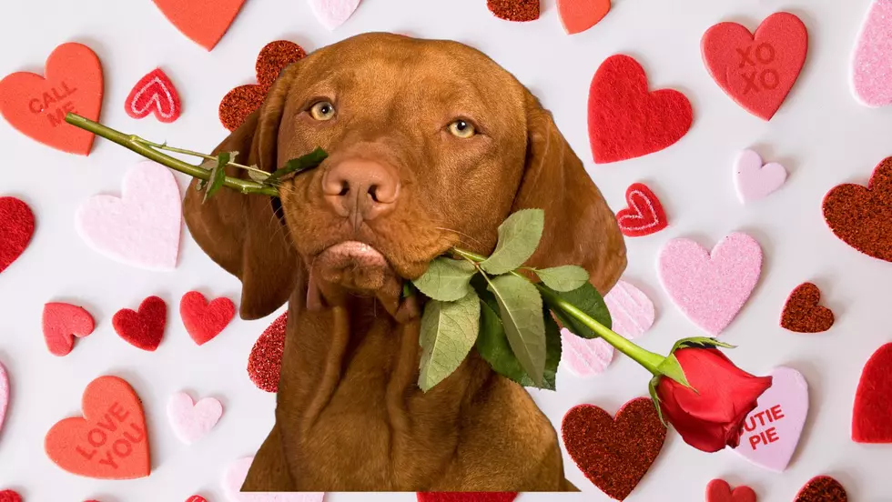 Send a Puppygram to Your Sweetheart this Valentines Day with Ulster County SPCA Pups