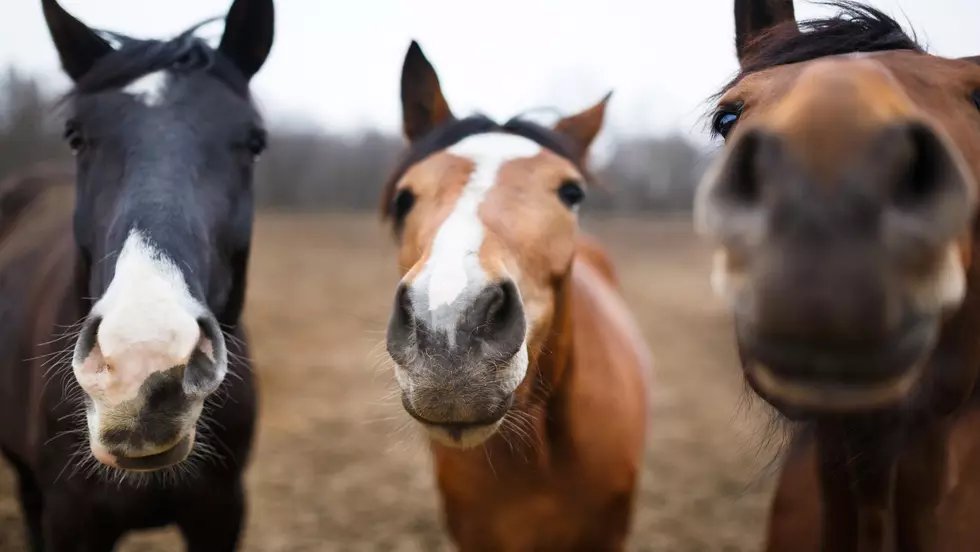 Casting Call: New York State Horses Needed for Movie
