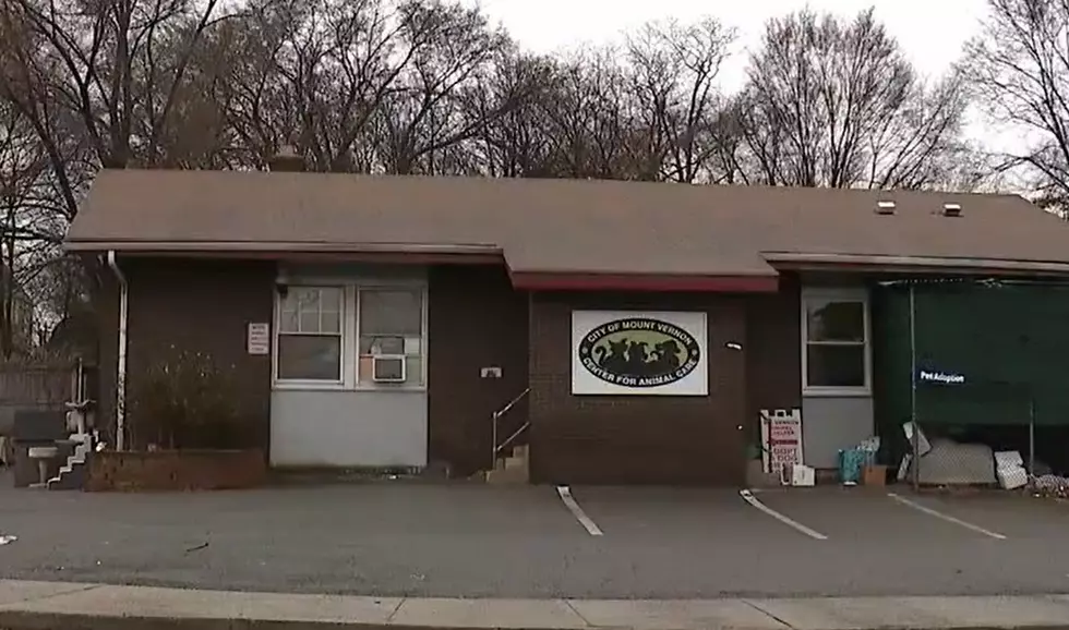 Mount Vernon, New York Animal Shelter to Close Due to “Uninhabitable Conditions”