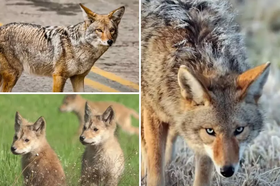 Did You Know Coyotes are Hunted in Sullivan County, New York