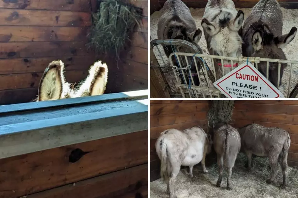Adorable Donkeys Get New Home in Pine Bush New York