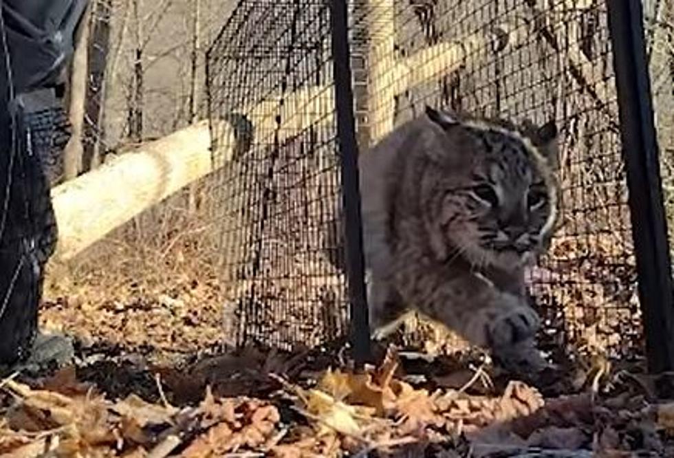 Black Rock Forest Now Tracking Bobcats in Cornwall, New York
