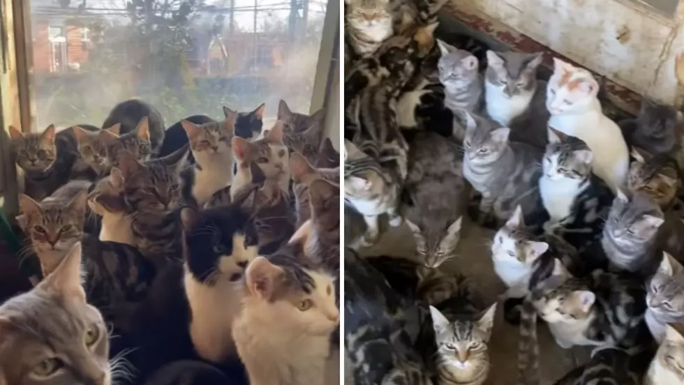 Close to 200 Cats Found in Yonkers, New York Hoarding House