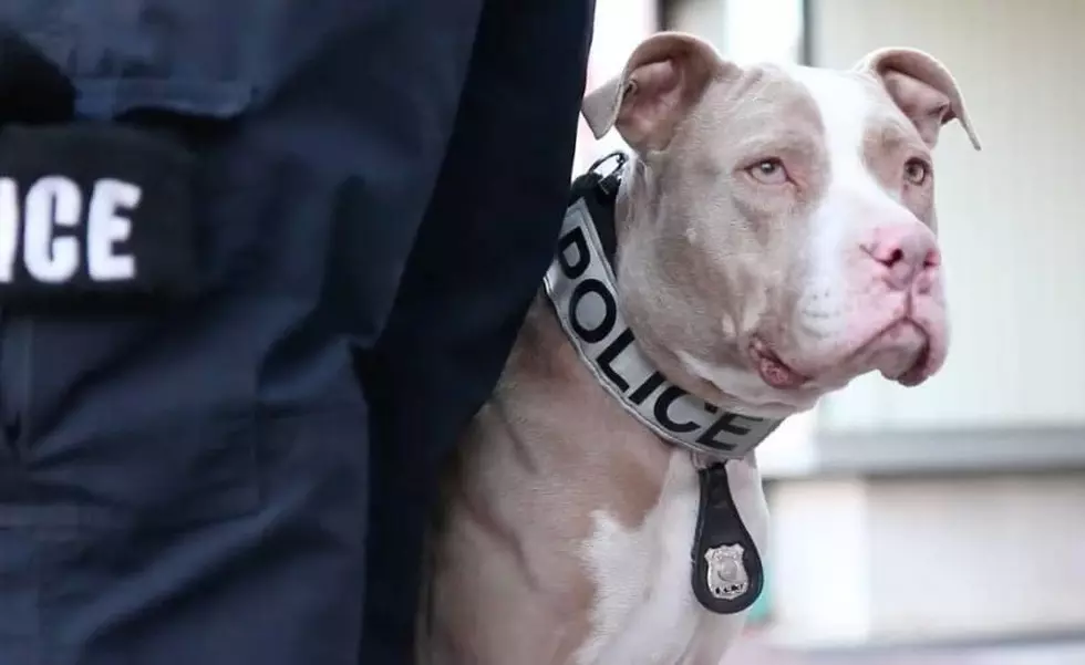 CPPD K-9 Kiah, Facebook
