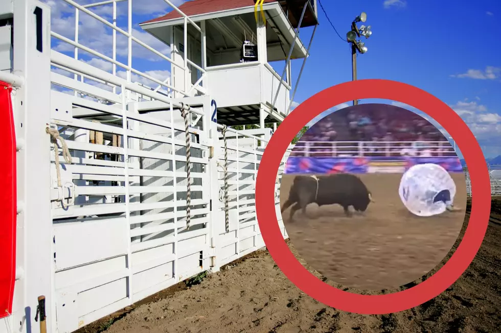 Rodeos Coming to the Hudson Valley Plus Bubble Bull Video