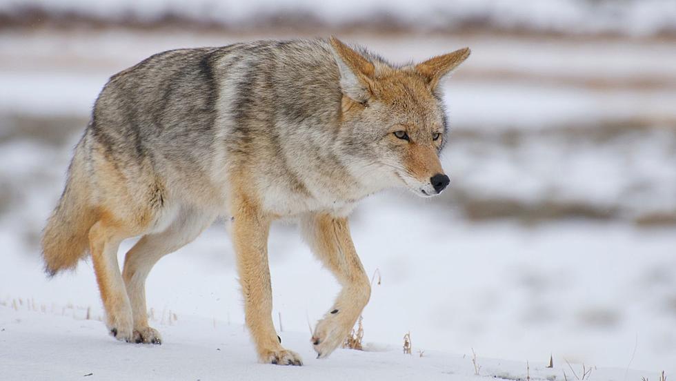 DEC Releases Guide on Avoiding Coyote Conflicts in NY 