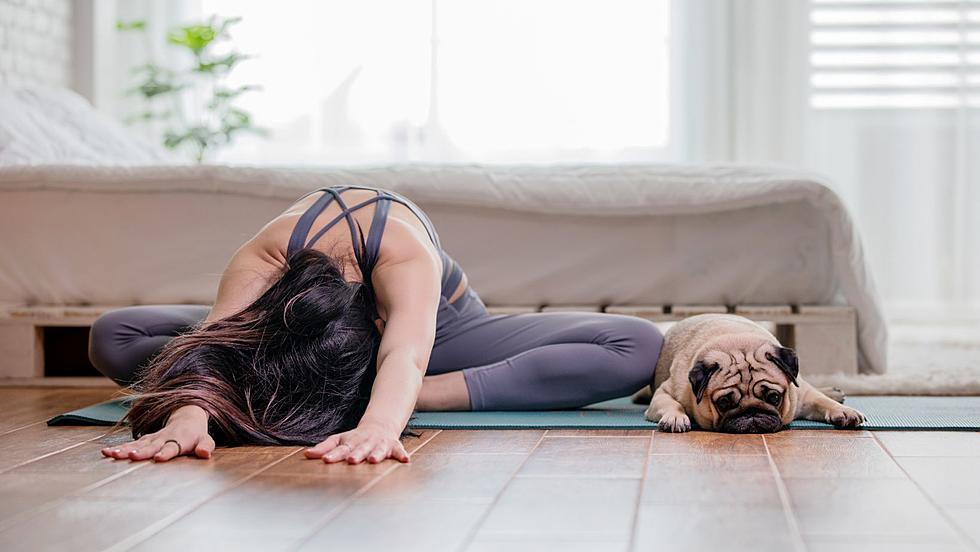 Puppy Yoga Makes its Way to Wappingers Falls this April