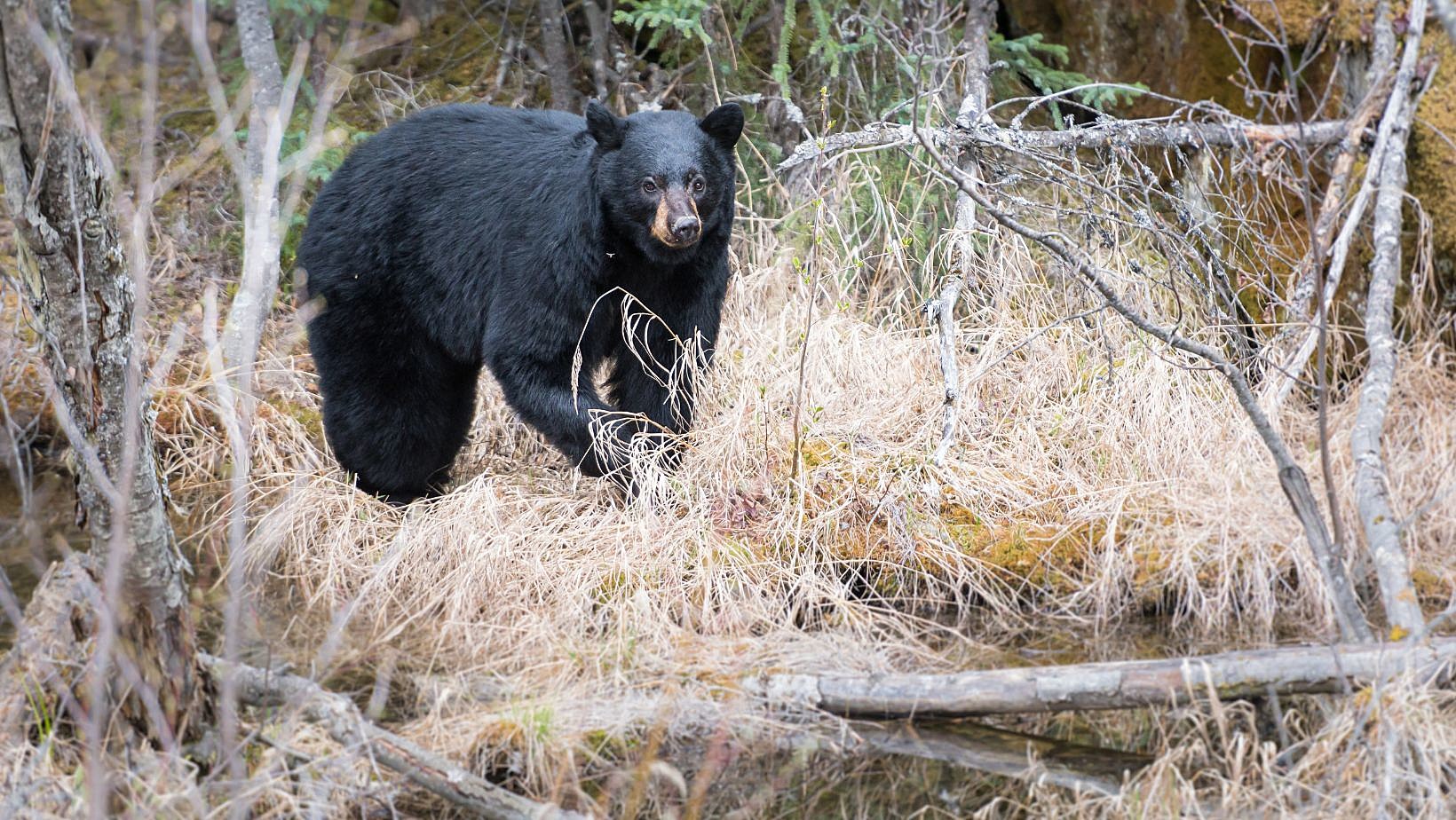 Bears hang tough but fall to Eagles