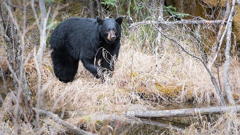 Oso emerge después de una larga hibernación en Wappingers Falls, 