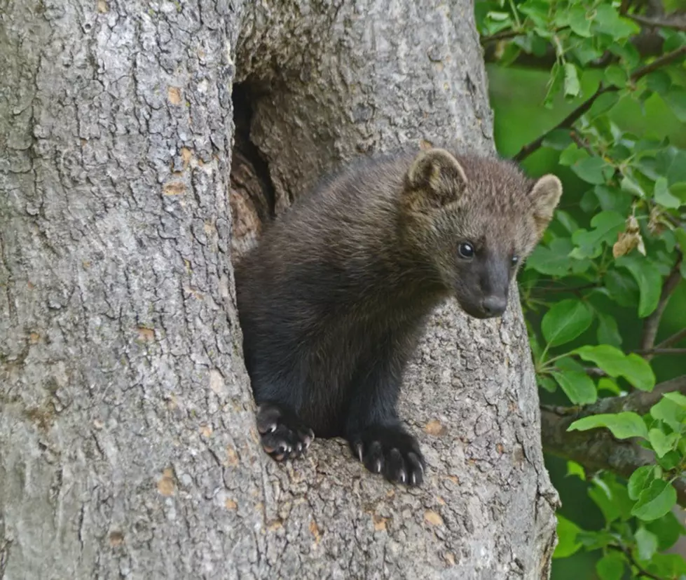 fisher, den, tree