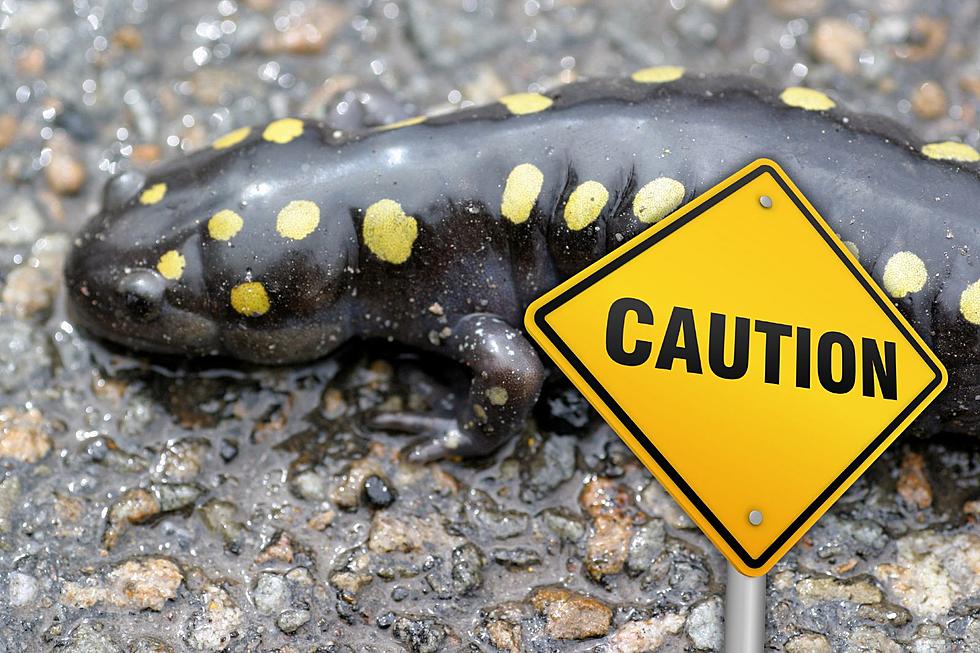 Hudson Valley Prepares for Amphibian Migrations and Road Crossings