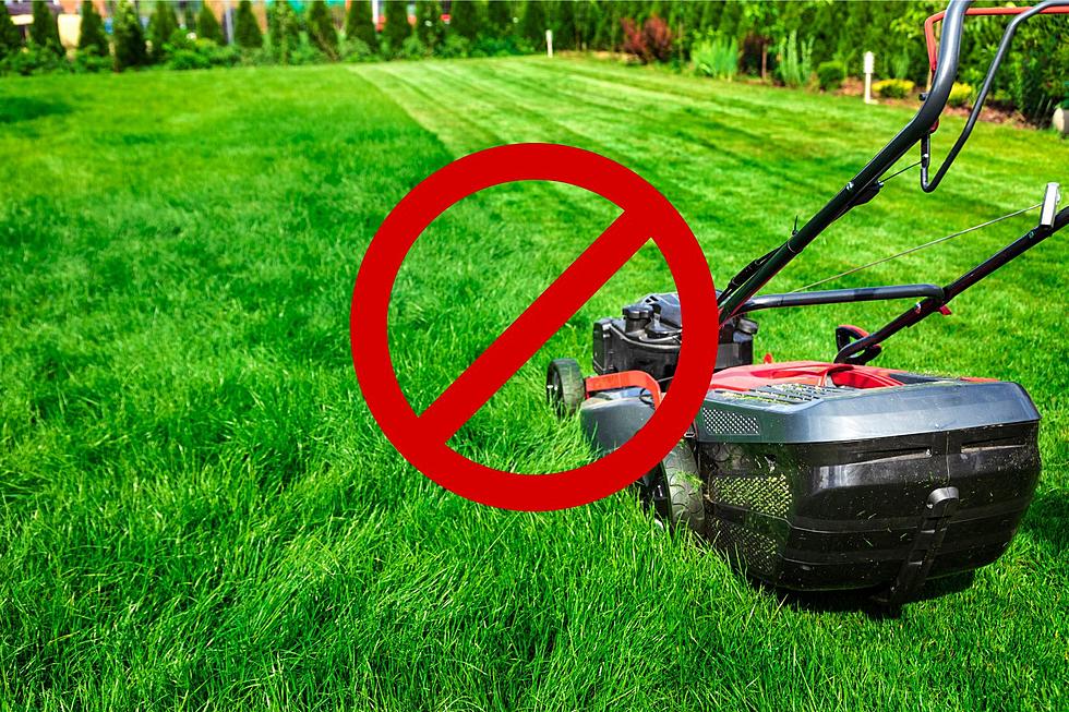 When New York State Residents Should Immediately Stop Mowing Lawn