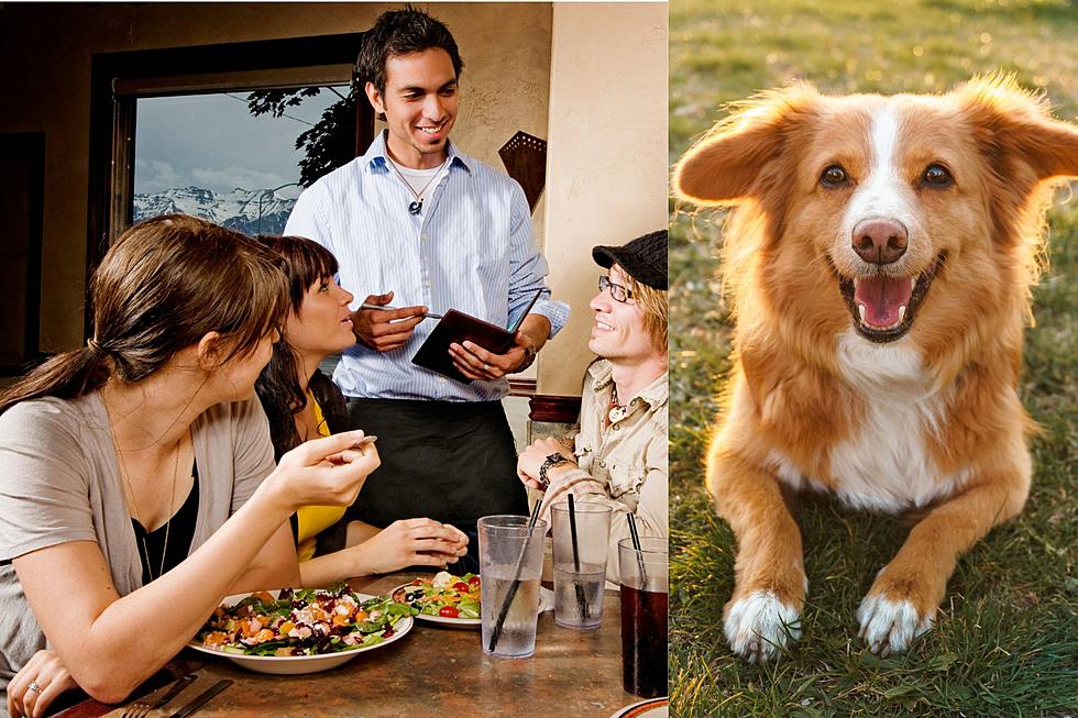 Help Dutchess County Animals by Eating Out at These Restaurants 